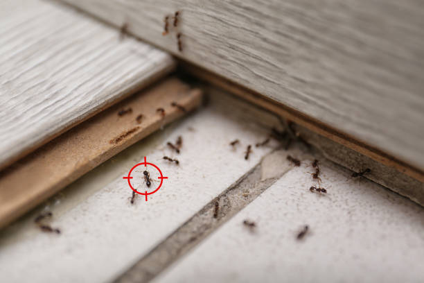 Best Best Pest Control Companies  in Walnut Creek, CA