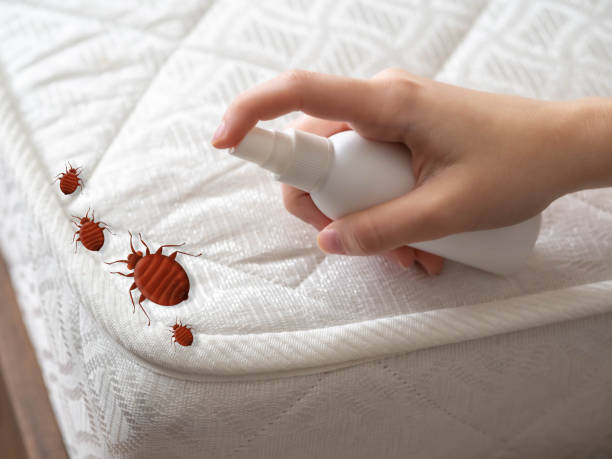 Trusted Walnut Creek, CA Pest Control Experts